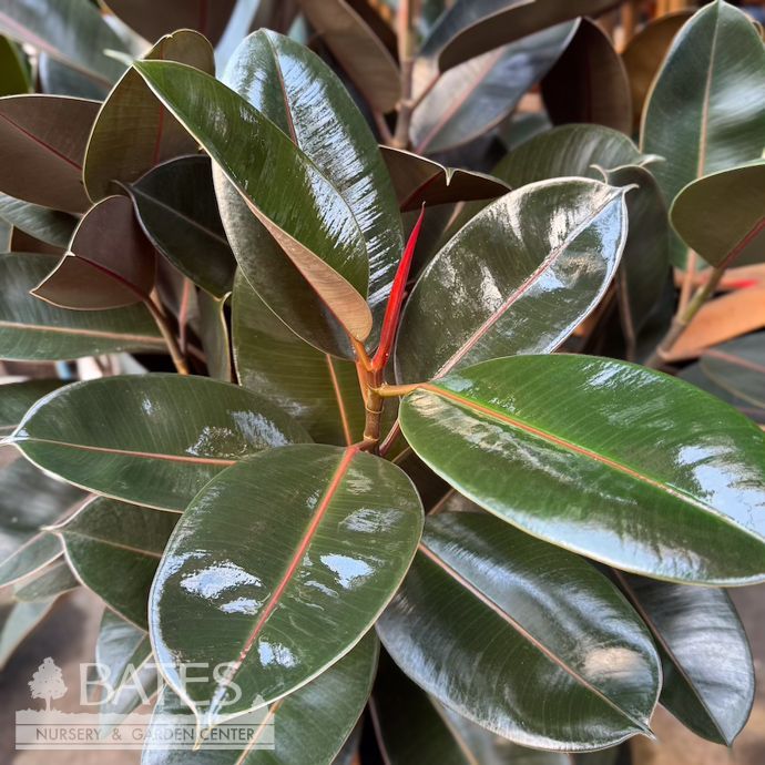 14p! Ficus Burgundy STD Character 5-6' / RubberTree  /Tropical