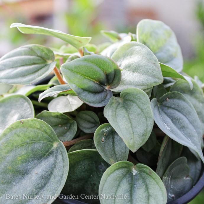 4p! Peperomia Frost /Tropical