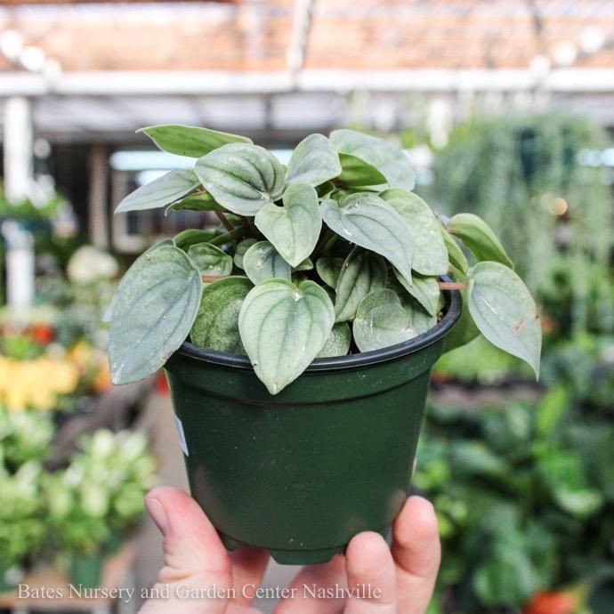 4p! Peperomia Frost /Tropical