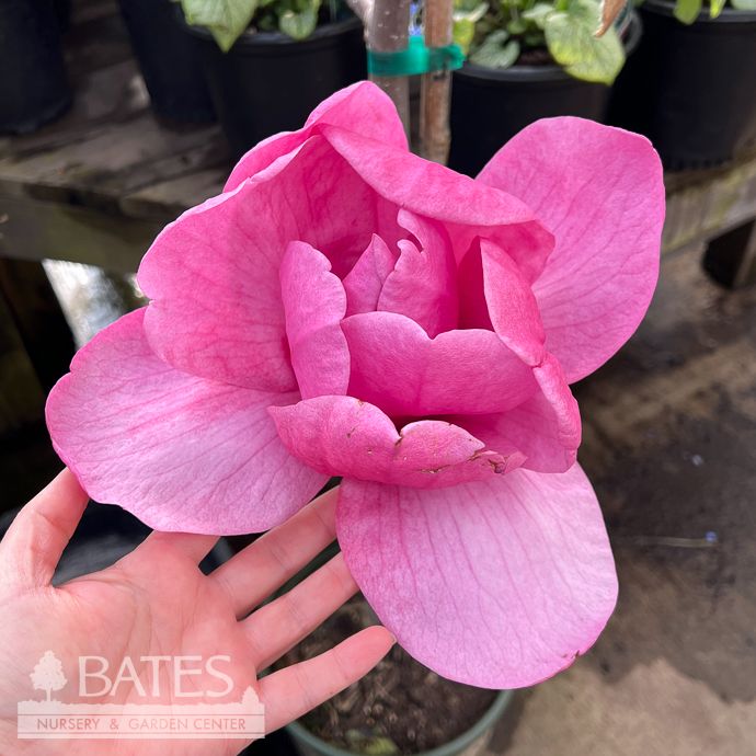 #7  SINGLE Magnolia x Felix/  Jury-Hybrid Deciduous Pink