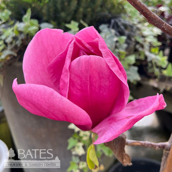 #7  SINGLE Magnolia x Felix/  Jury-Hybrid Deciduous Pink