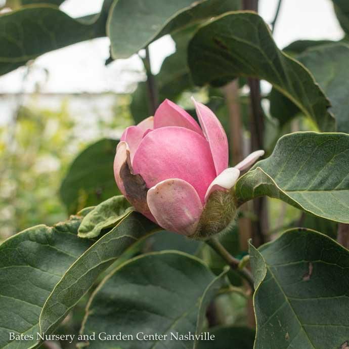 #7  SINGLE Magnolia x Felix/  Jury-Hybrid Deciduous Pink