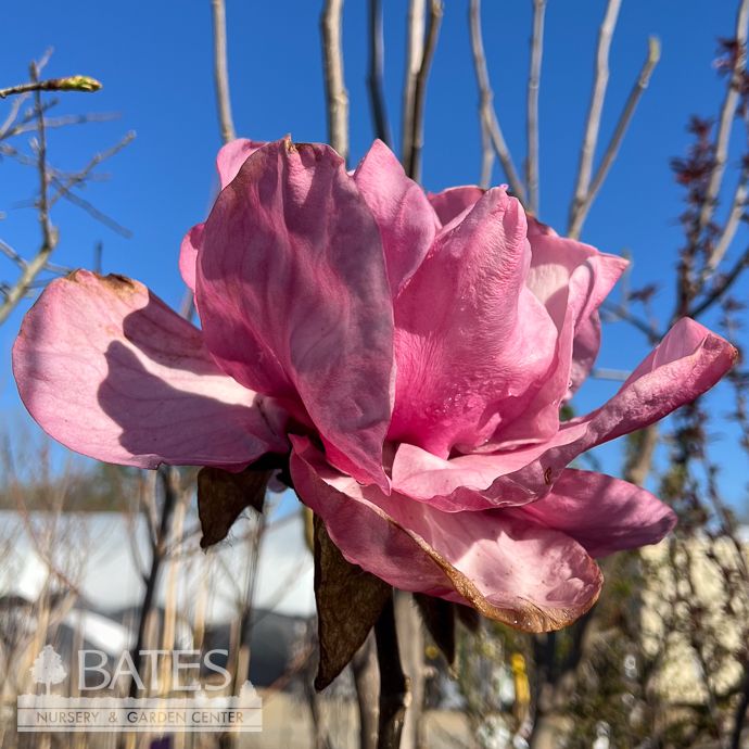 #7  SINGLE Magnolia x Felix/  Jury-Hybrid Deciduous Pink