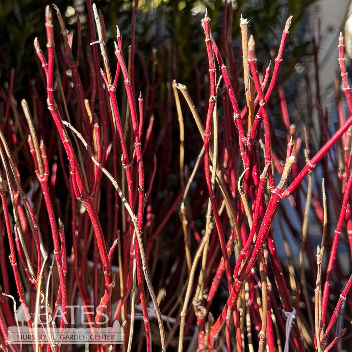 #3 Cornus sericea PW Arctic Fire 'Red'/ Compact Red Twig Dogwood Native (R)