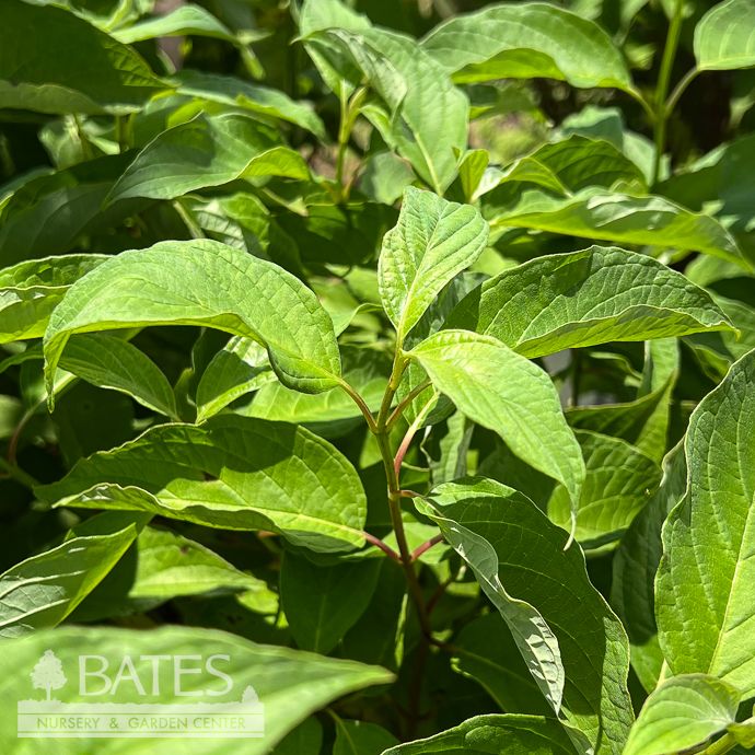 #3 Cornus sericea PW Arctic Fire 'Red'/ Compact Red Twig Dogwood Native (R)