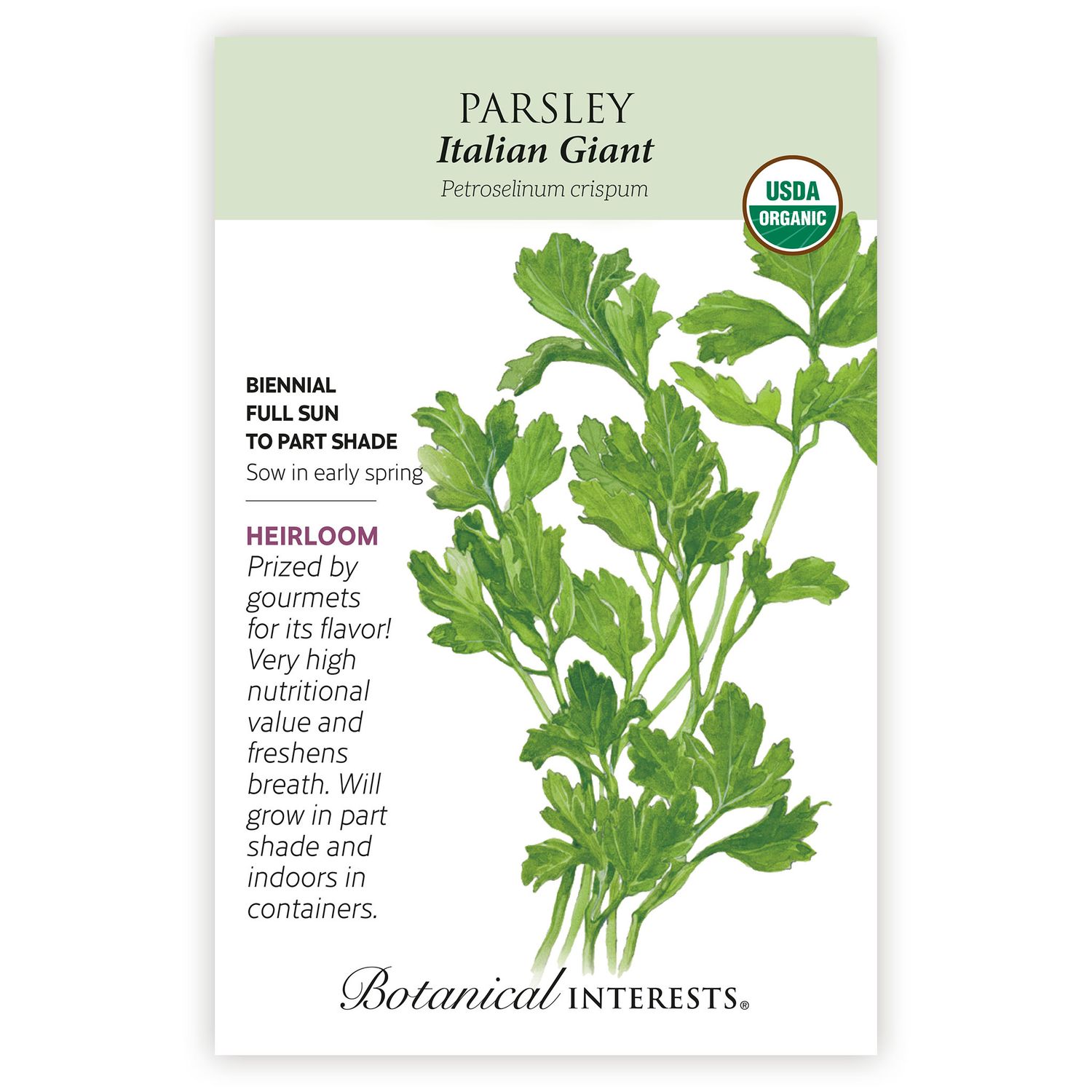 Seed Herb Parsley Italian Giant Flat Leaf Organic Heirloom - Petroselinum cripsum