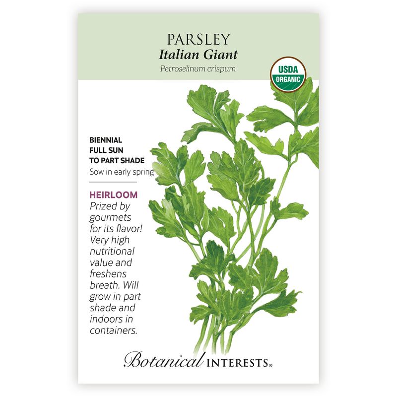 Seed Herb Parsley Italian Giant Flat Leaf Organic Heirloom - Petroselinum cripsum