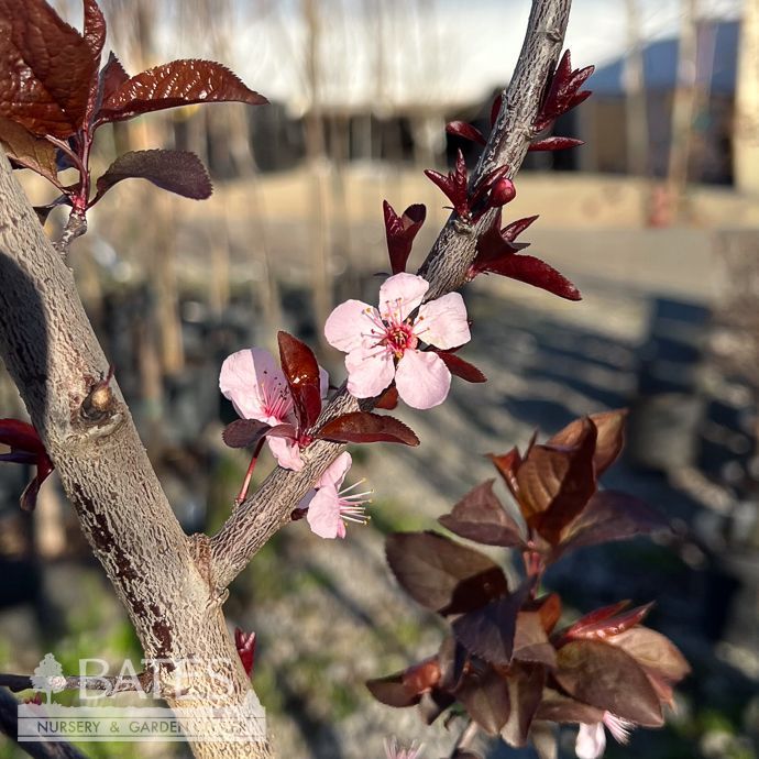 #15 Prunus cerasifera Krauter Vesuvius/ Purple Leaf Plum