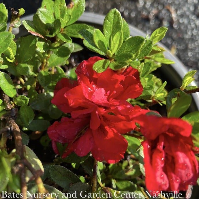 #3 Azalea x Encore Autumn Fire/ Repeat Rose-red Dwarf