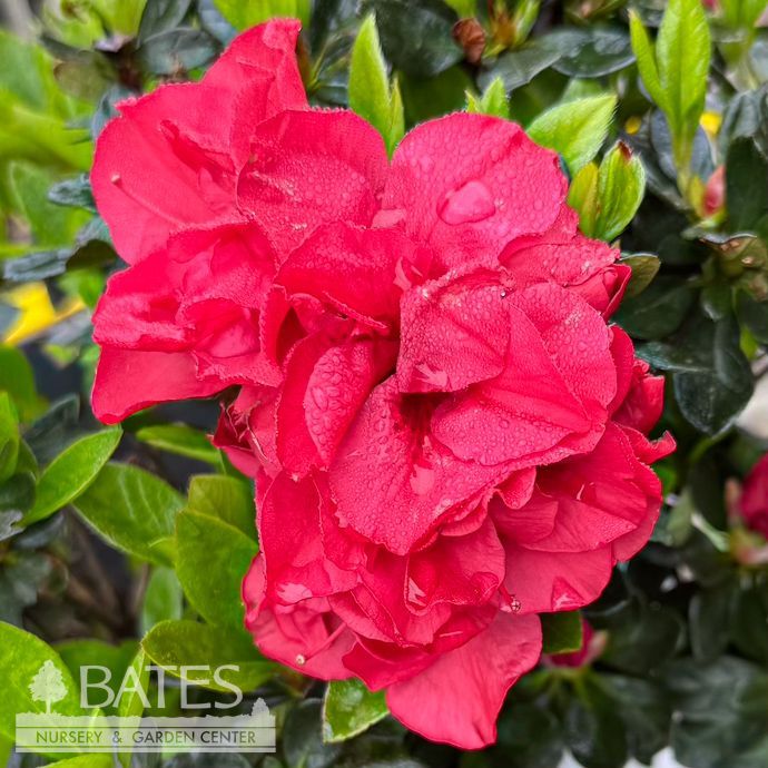 #3 Azalea x Encore Autumn Fire/ Repeat Rose-red Dwarf