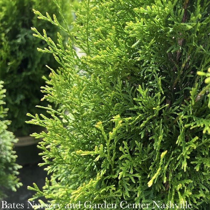 Topiary Spiral #5 Thuja occ Smaragd 'Emerald Green'/ Columnar Arborvitae