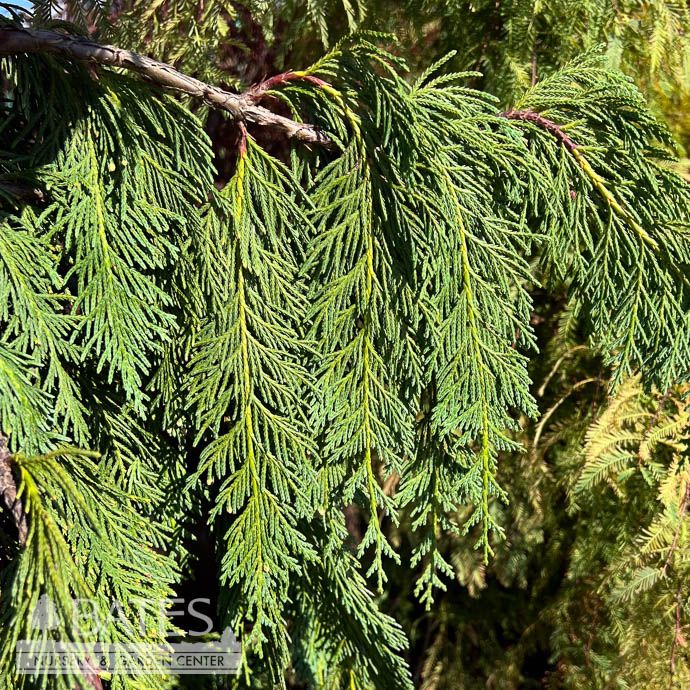 #6 Chamaecyparis noot Jubilee/ Weeping Alaskan Falsecypress