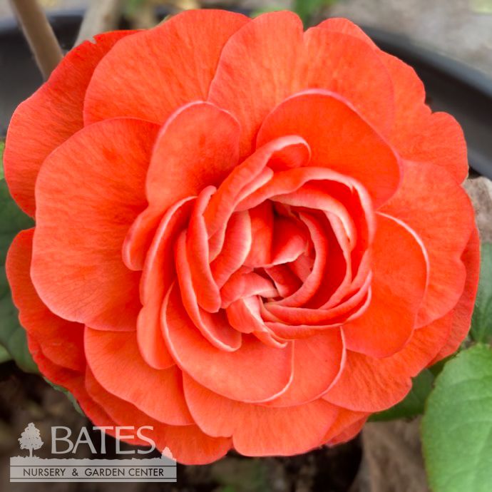 #3 Chaenomeles speciosa PW Double Take Orange Storm/ Flowering Quince