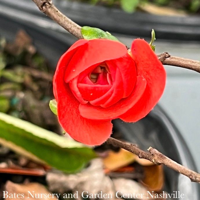 #3 Chaenomeles speciosa PW Double Take Orange Storm/ Flowering Quince