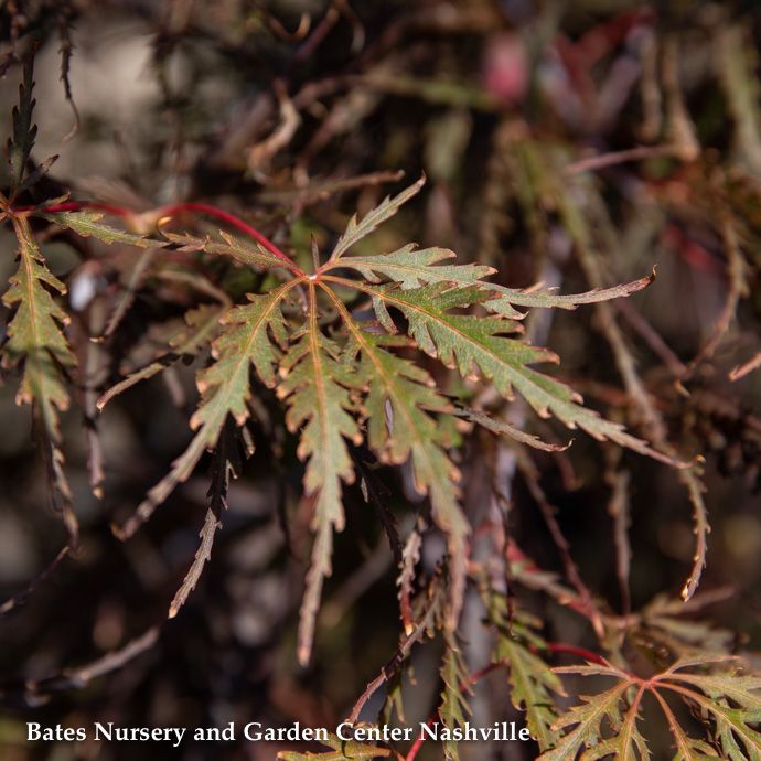 #5 STK Acer pal var diss Tamukeyama/ Red Weeping Japanese Maple