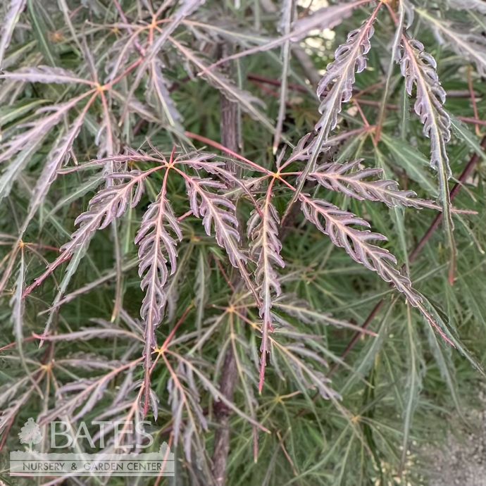#5 STK Acer pal var diss Tamukeyama/ Red Weeping Japanese Maple