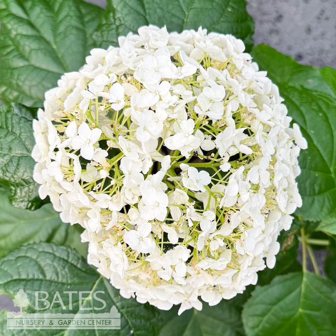 #3 Hydrangea arbor Annabelle/ Smooth White Native (TN)