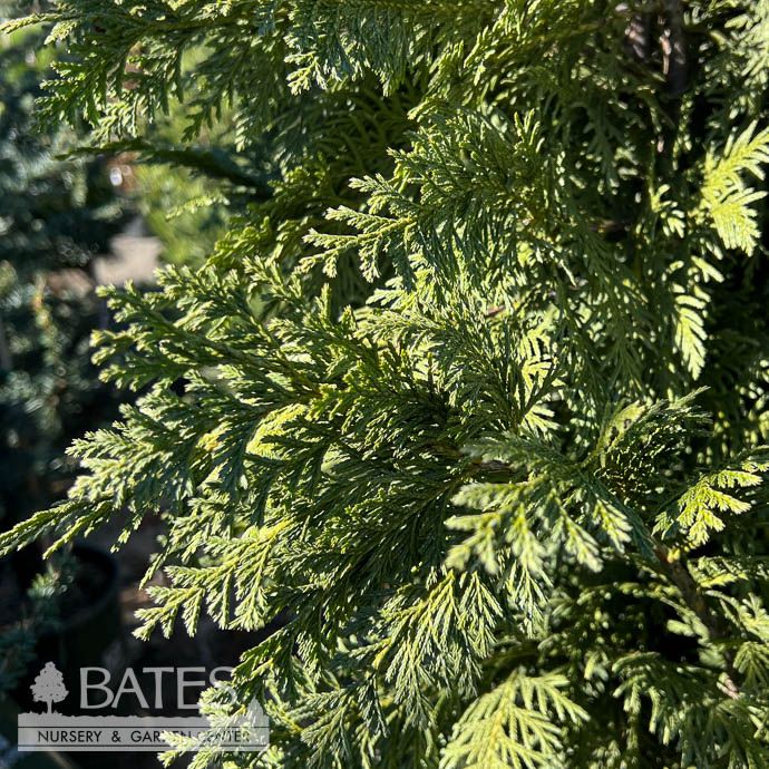 #15 Chamaecyparis noot Glauca/ Alaskan Falsecypress