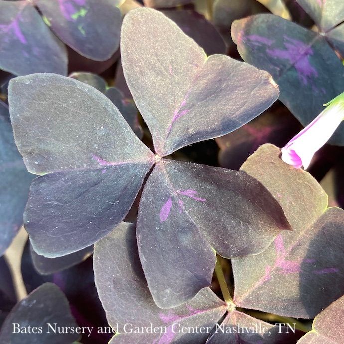 6p! Oxalis Shamrock Purple w/Lavender Blooms  /Tropical