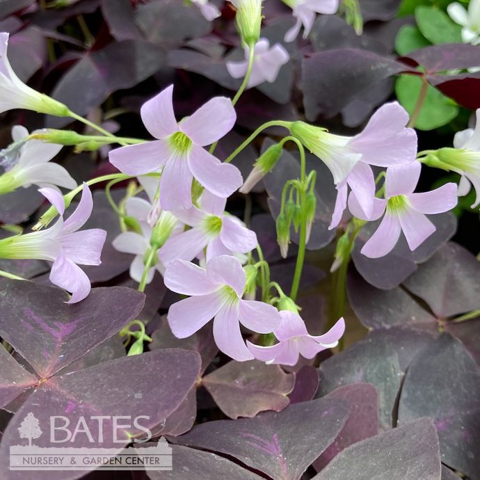 6p! Oxalis Shamrock Purple w/Lavender Blooms  /Tropical