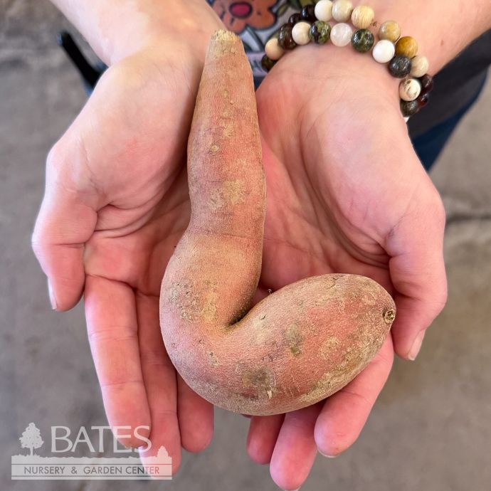 Bulb Sweet Potato Bayou Belle Each