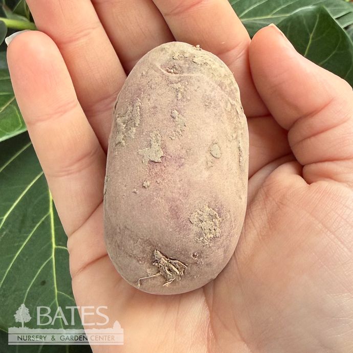 Bulb Potato French Fingerling 6/pk