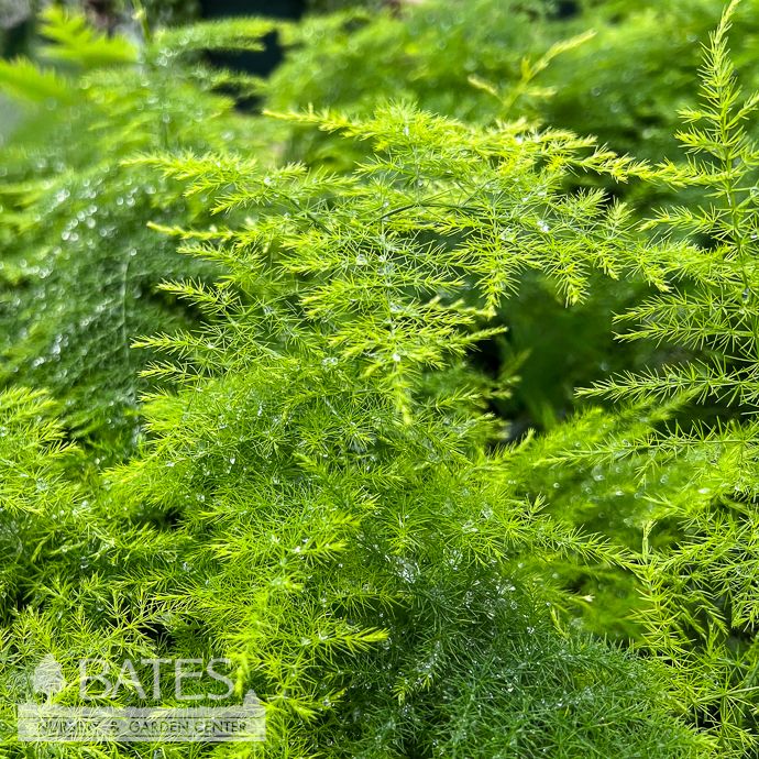 4p! Fern Asparagus Plumosa Fern /Tropical