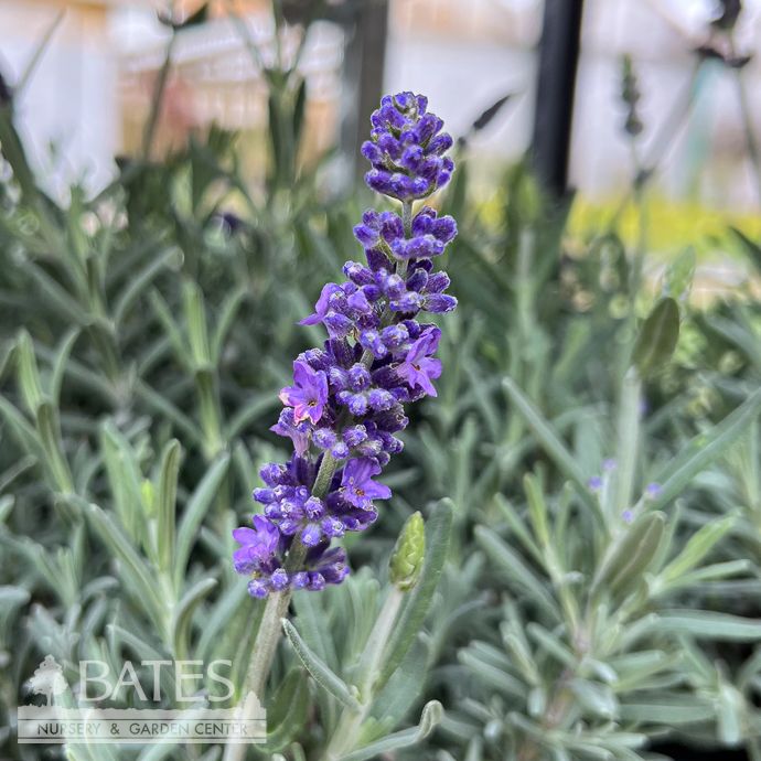 #1 Lavandula  ang Aromatico Blue Improved/ Lavender - No Warranty