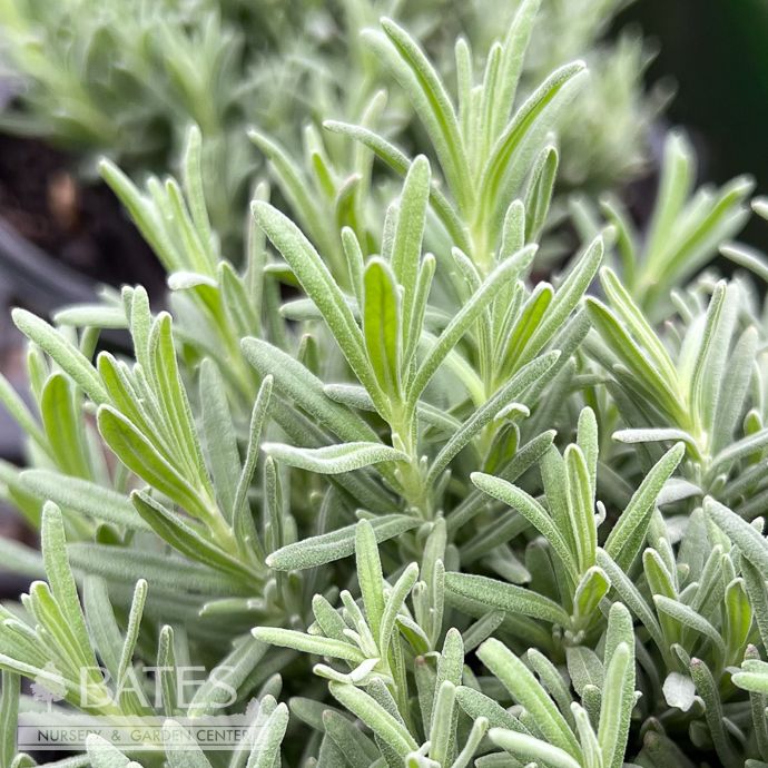 #1 Lavandula  ang Aromatico Blue Improved/ Lavender - No Warranty