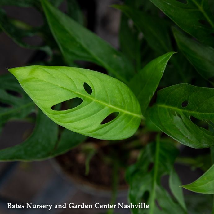 8p! Philodendron Swiss Cheese TRELLIS /Monstera adonsonii /Split Leaf /Tropical