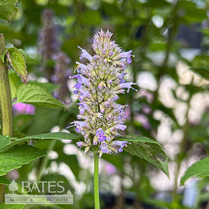 Seed Flwr Hyssop Anise Organic - Agastache foeniculum