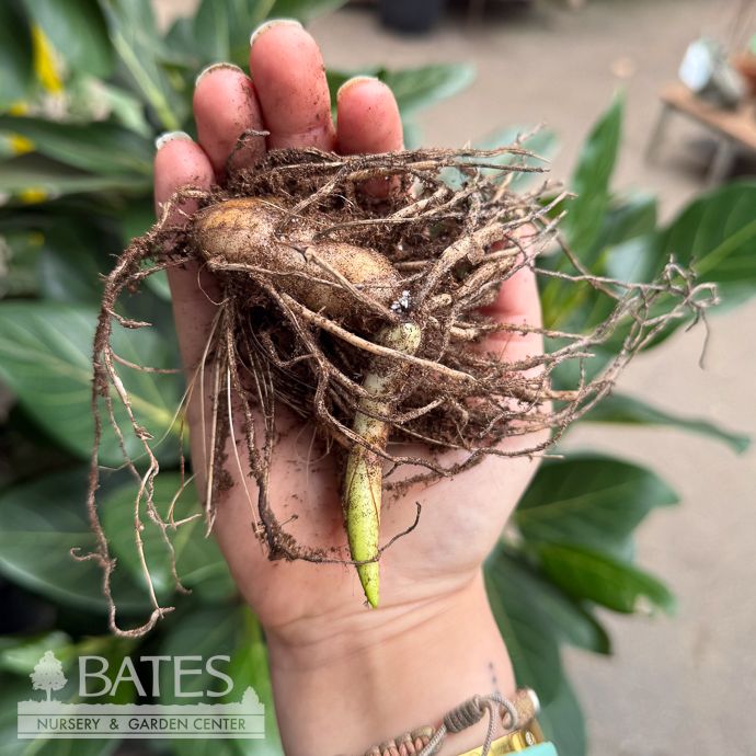 Bulb Ground Orchid Chinese/ Bletilla striata/ Pink 2/pk