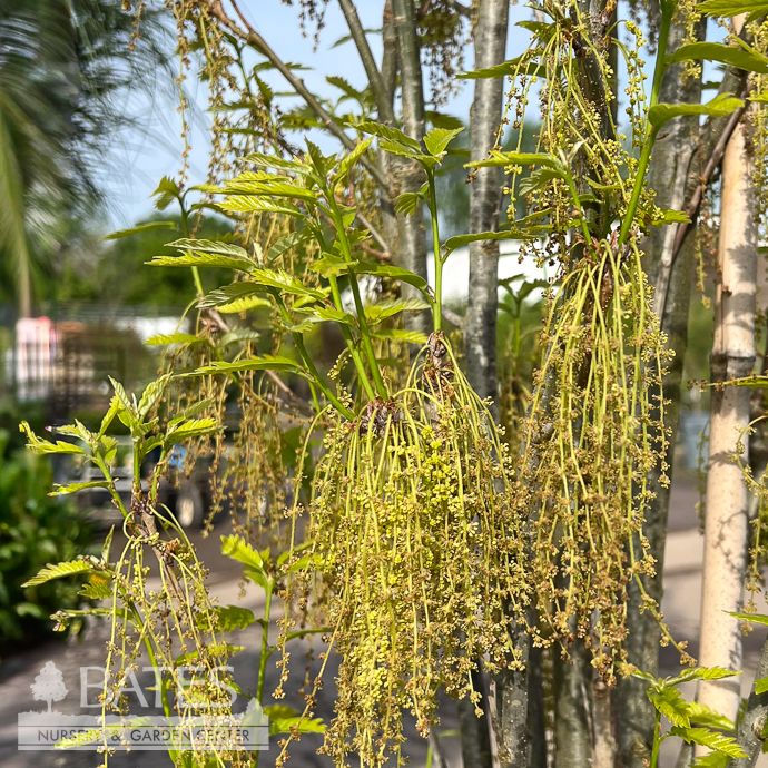 #15 Quercus x warei Kindred Spirit/ Columnar Oak