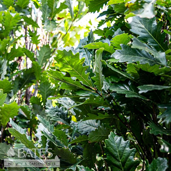 #15 Quercus x warei Kindred Spirit/ Columnar Oak