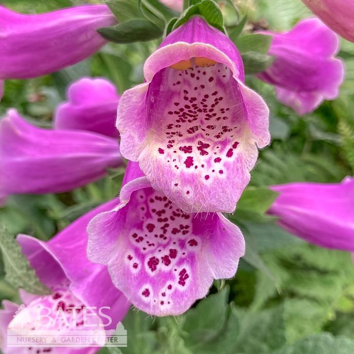 #1 Digitalis pur Dalmatian Purple/ Foxglove