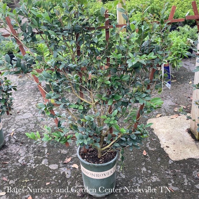 Topiary Espalier #5 Camellia sas SL Yuletide/ Red- No Warranty