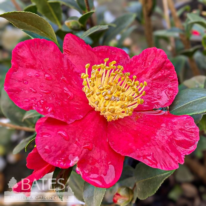 Topiary Espalier #5 Camellia sas SL Yuletide/ Red- No Warranty