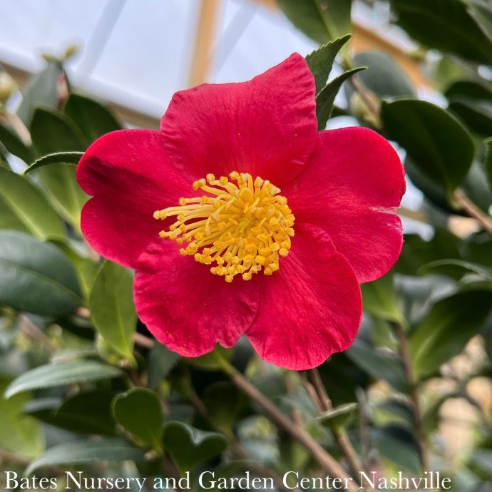 Topiary Espalier #5 Camellia sas SL Yuletide/ Red- No Warranty