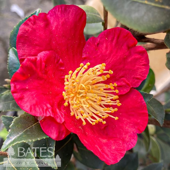 Topiary Espalier #5 Camellia sas SL Yuletide/ Red- No Warranty