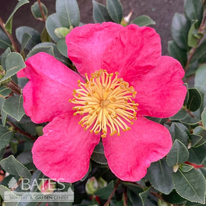 Topiary Espalier #5 Camellia sas SL Yuletide/ Red- No Warranty