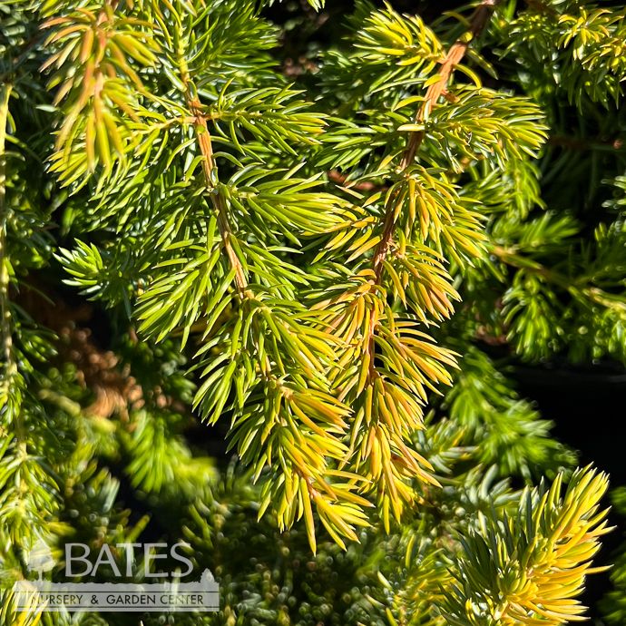 #3 Juniperus con Golden Pacific/ Creeping Shore Juniper