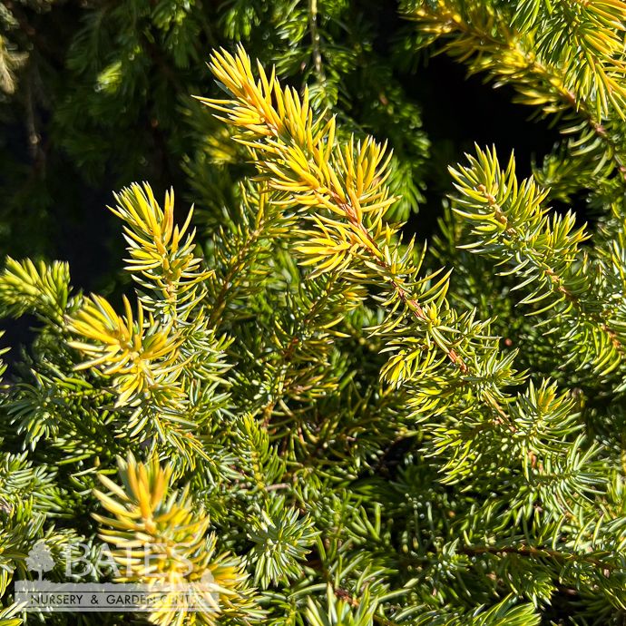 #3 Juniperus con Golden Pacific/ Creeping Shore Juniper