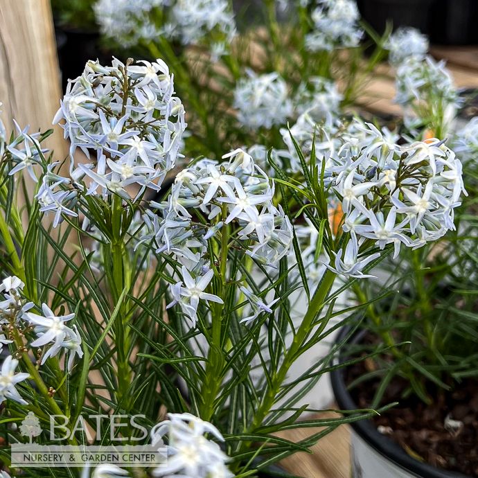 #1 Amsonia hub String Theory/ Bluestar Native (R)