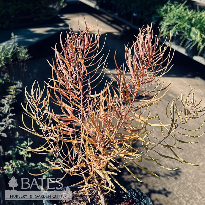 #1 Amsonia hub String Theory/ Bluestar Native (R)