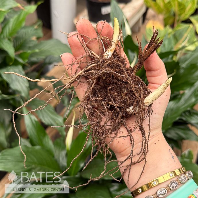 Bulb Iris Blue King/ Siberian Iris 2/pk