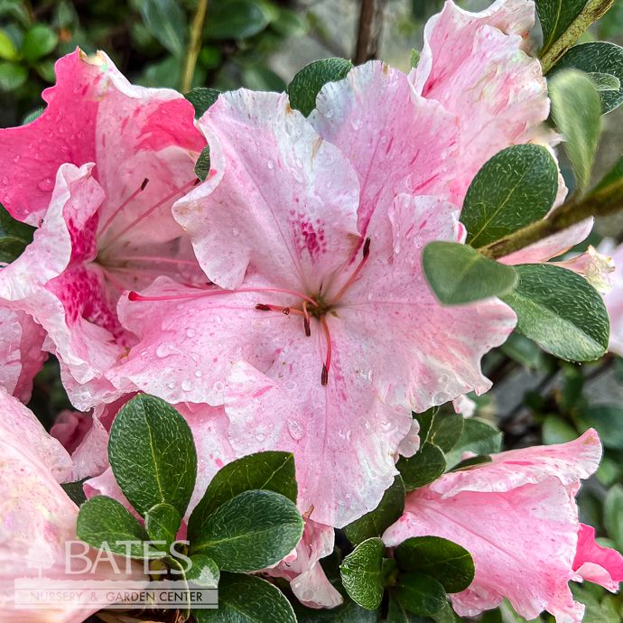 #3 Azalea x Conversation Piece (Robin Hill hybrid)/ Pink to White