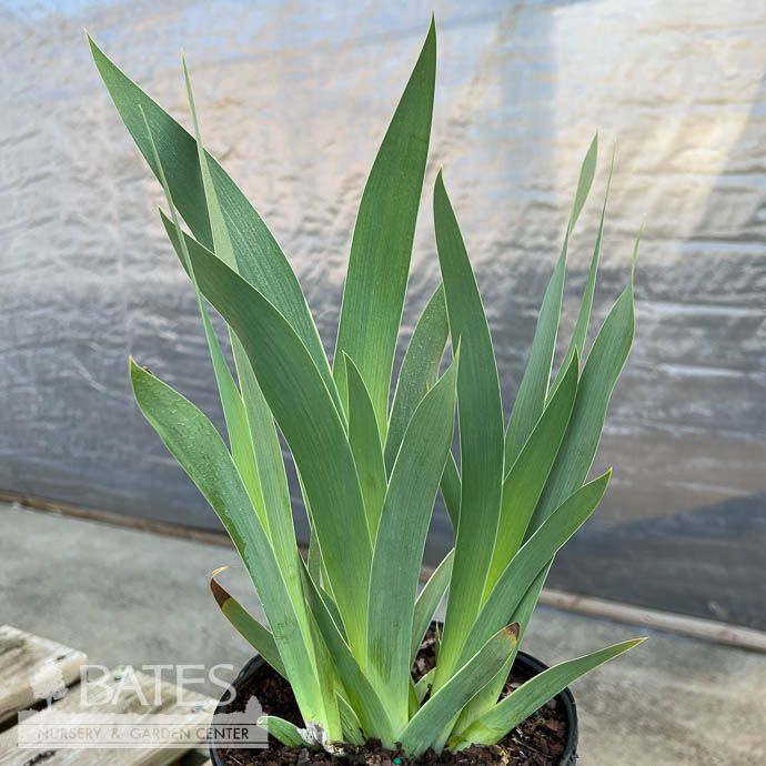 #1 Iris germ Earl of Essex/ White with Purple Edges German Bearded