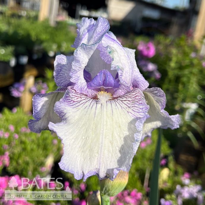 #1 Iris germ Earl of Essex/ White with Purple Edges German Bearded
