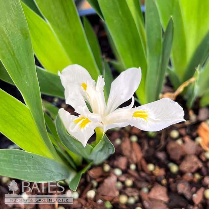 #1 Iris cris Tennessee White/ Crested Native (TN)