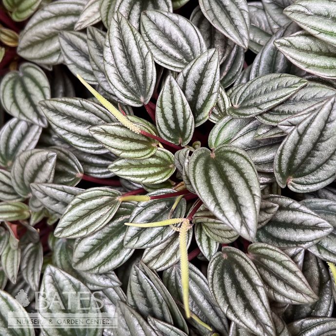 4p! Peperomia San Marino /Tropical